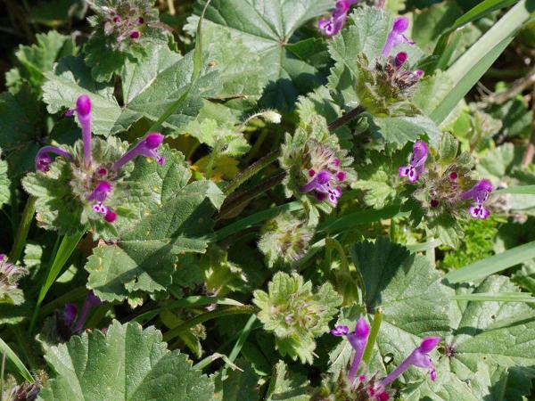 <h3><a href="/trips/kreta/biota/plantae/tracheophyta/magnoliopsida/lamiales/lamiaceae/lamium amplexicaule/lamium amplexicaule-nl.html">Lamium&nbsp;amplexicaule</a> / Henbit&nbsp;dead‑nettle / Hoenderbeet</h3>OM-1 Mark II met OLYMPUS M.150-400mm F4.5, 1/1600 sec  bij F11.0, ISO 2000, afstand 2.3&nbsp;m